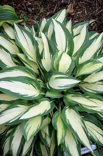 Hosta MOONSTRUCK (10)ct Quarts