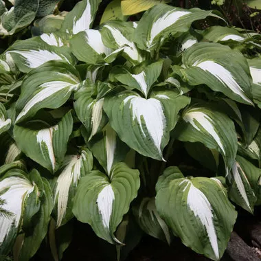 Hosta 'Night before Christmas' (25) BR Plants