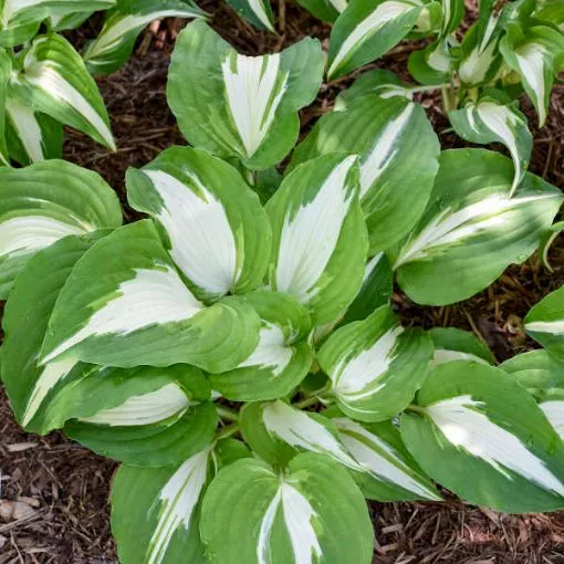 Hosta 'Night before Christmas' - One Quart Pot Hostas