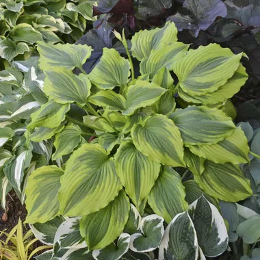 Hosta One Last Dance PPAF (20)ct Flat