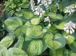Hosta PARADIGM (25) BR Plants