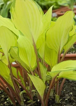 Hosta PARADISE ISLAND PP20798 (20)ct Flat
