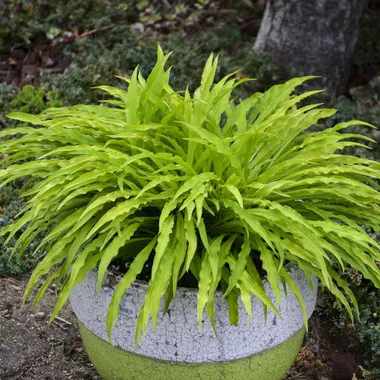 Hosta 'Party Streamers' PP33277 (20)ct Flat