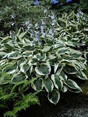 Hosta 'Patriot' (20)ct Flat