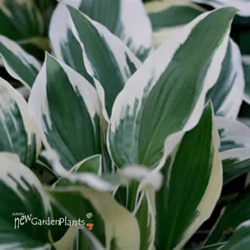 Hosta 'Patriot' - One Quart Pot Hostas