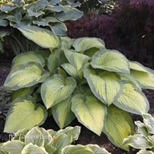 Hosta 'Paul's Glory' - One Quart Pot Hostas