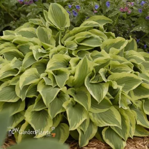 Hosta 'Pilgrim' - One Quart Pot Hostas