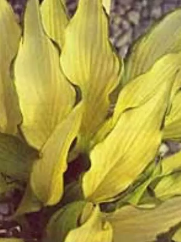 Hosta PINEAPPLE UPSIDEDOWN CAKE (20)ct Flat