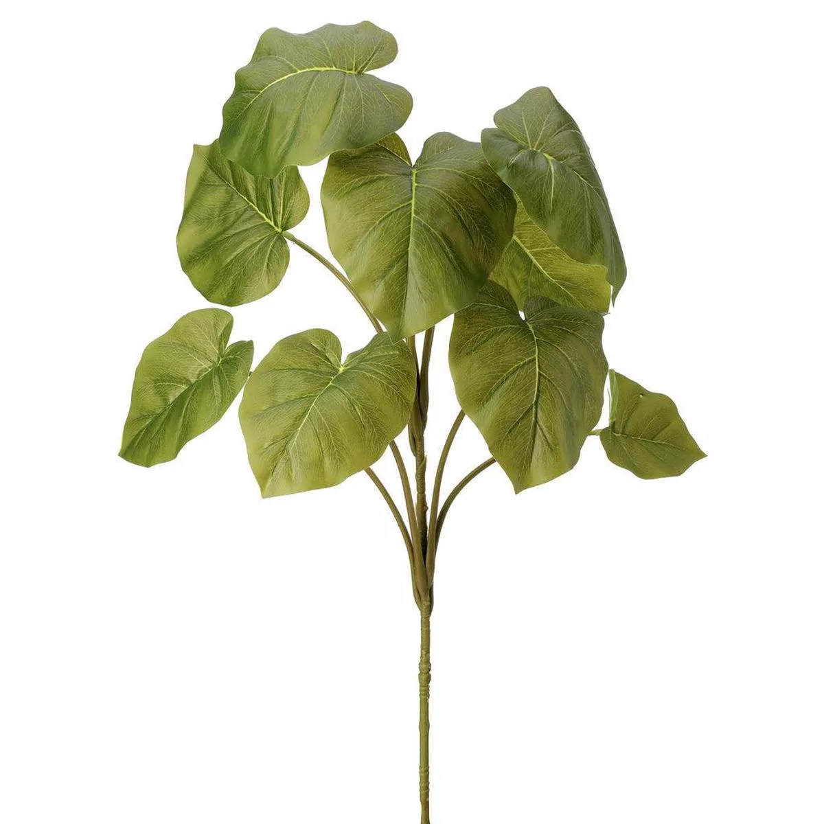 Hosta Plant Plug Everlasting 32 ”