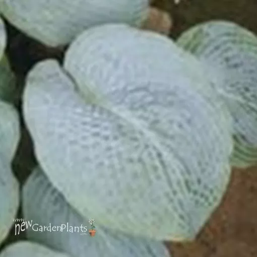 Hosta 'Powder Blue' - One Quart Pot Hostas