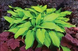 Hosta 'Prairie's Edge' PPAF (20)ct Flat