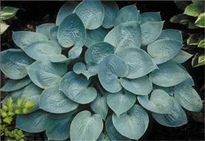 Hosta PRAIRIE SKY PP17309 (20)ct Flat