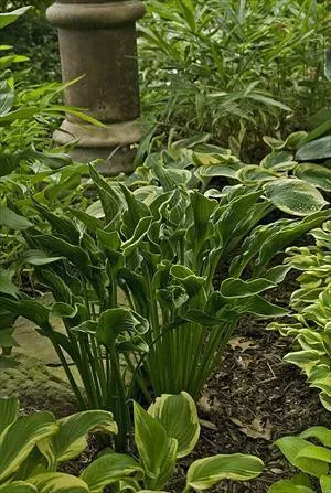 Hosta 'Praying Hands' (25) BR Plants