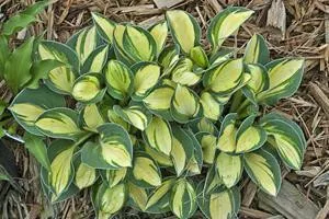 Hosta PURE HEART (20)ct Flat