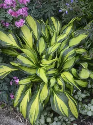 Hosta 'Rainbow's End' PP17251 (20)ct Flat