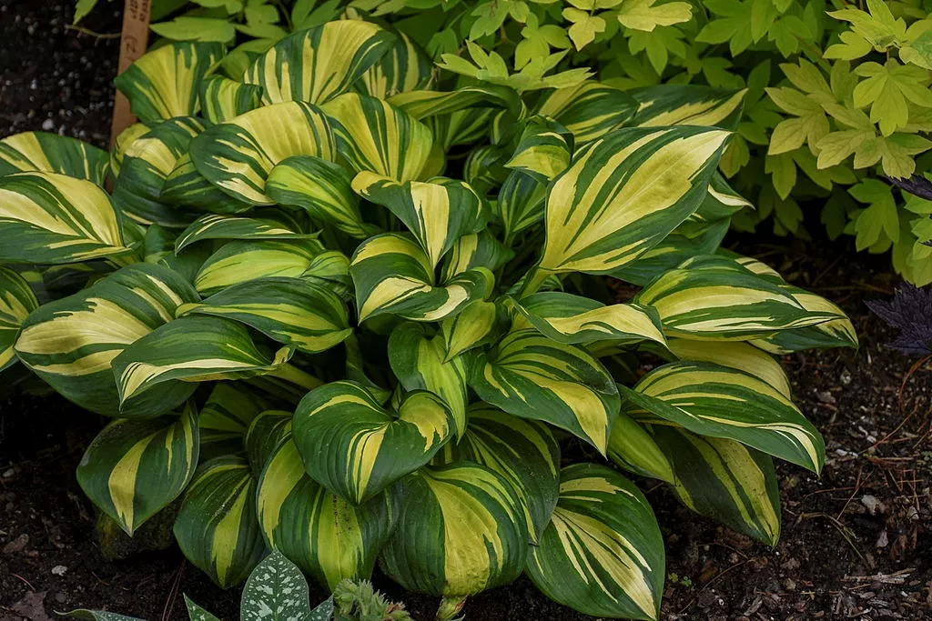 Hosta"Rainbows End"