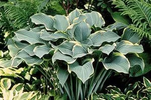 Hosta 'Regal Splendor' (25) BR Plants