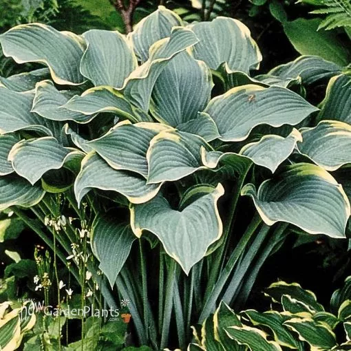 Hosta 'Regal Splendor' - One Quart Pot Hostas
