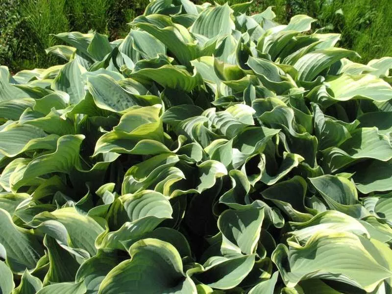 Hosta ‘Regal Splendor’