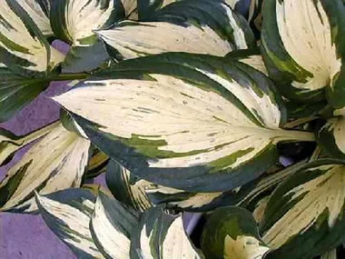 Hosta REVOLUTION (20)ct Flat