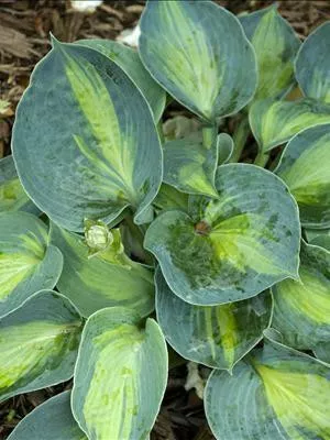 Hosta RHINO HIDE PP23665 (20)ct Flat