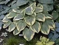 Hosta ROBERT FROST (20)ct Flat