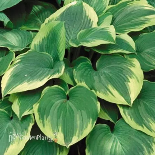 Hosta 'Robert Frost' - One Quart Pot Hostas