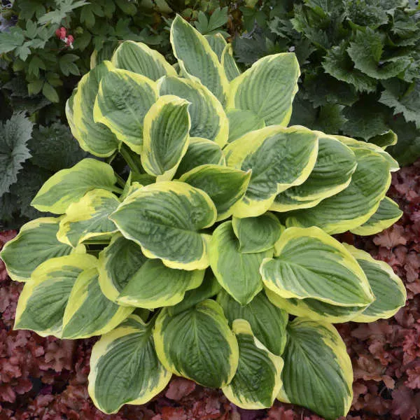 Hosta ‘Royal Wedding’