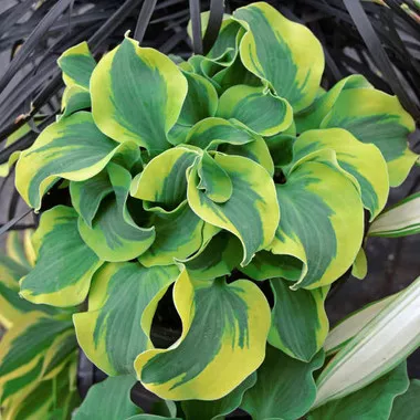 Hosta School Mouse PPAF (20)ct Flat