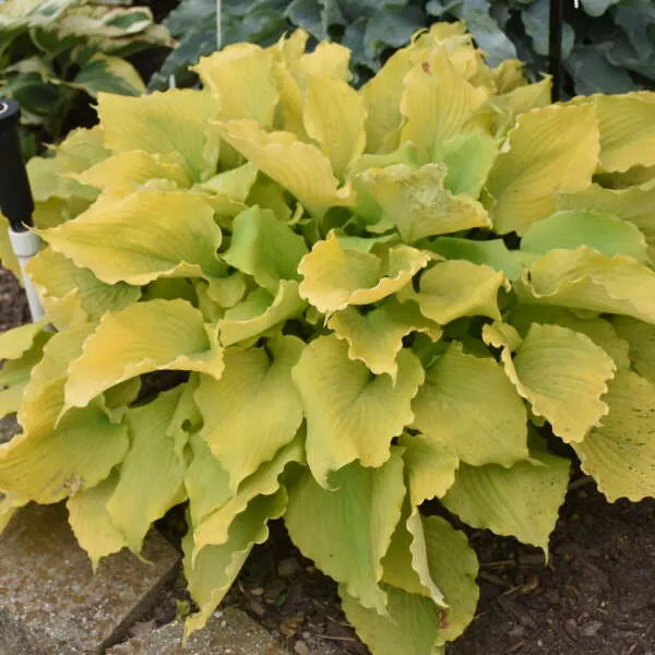Hosta Shadowland Echo the Sun