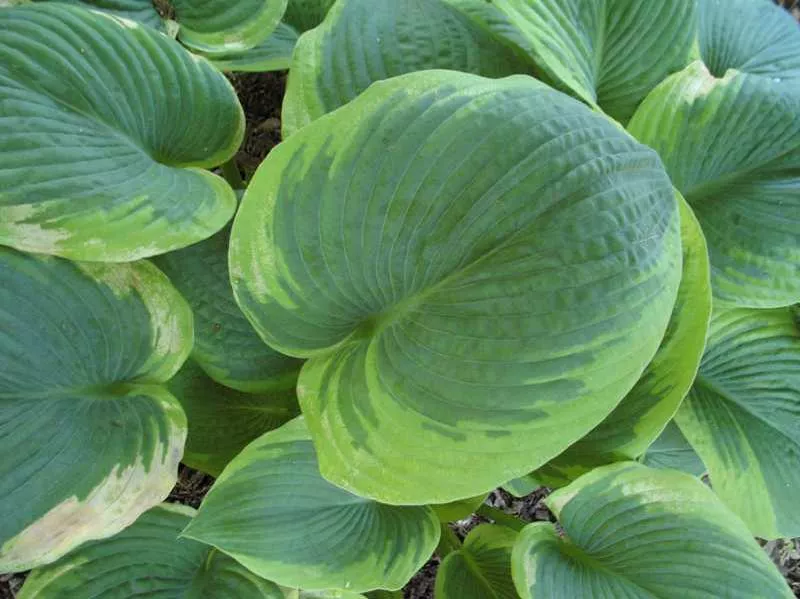 Hosta sieboldiana ‘Frances Williams’