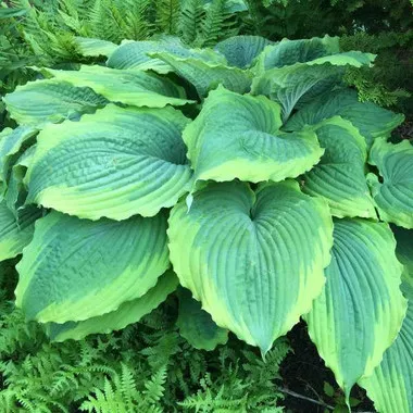 Hosta 'Spartacus' (20)ct Flat