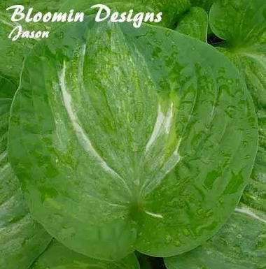 Hosta SPILT MILK (20)ct Flat