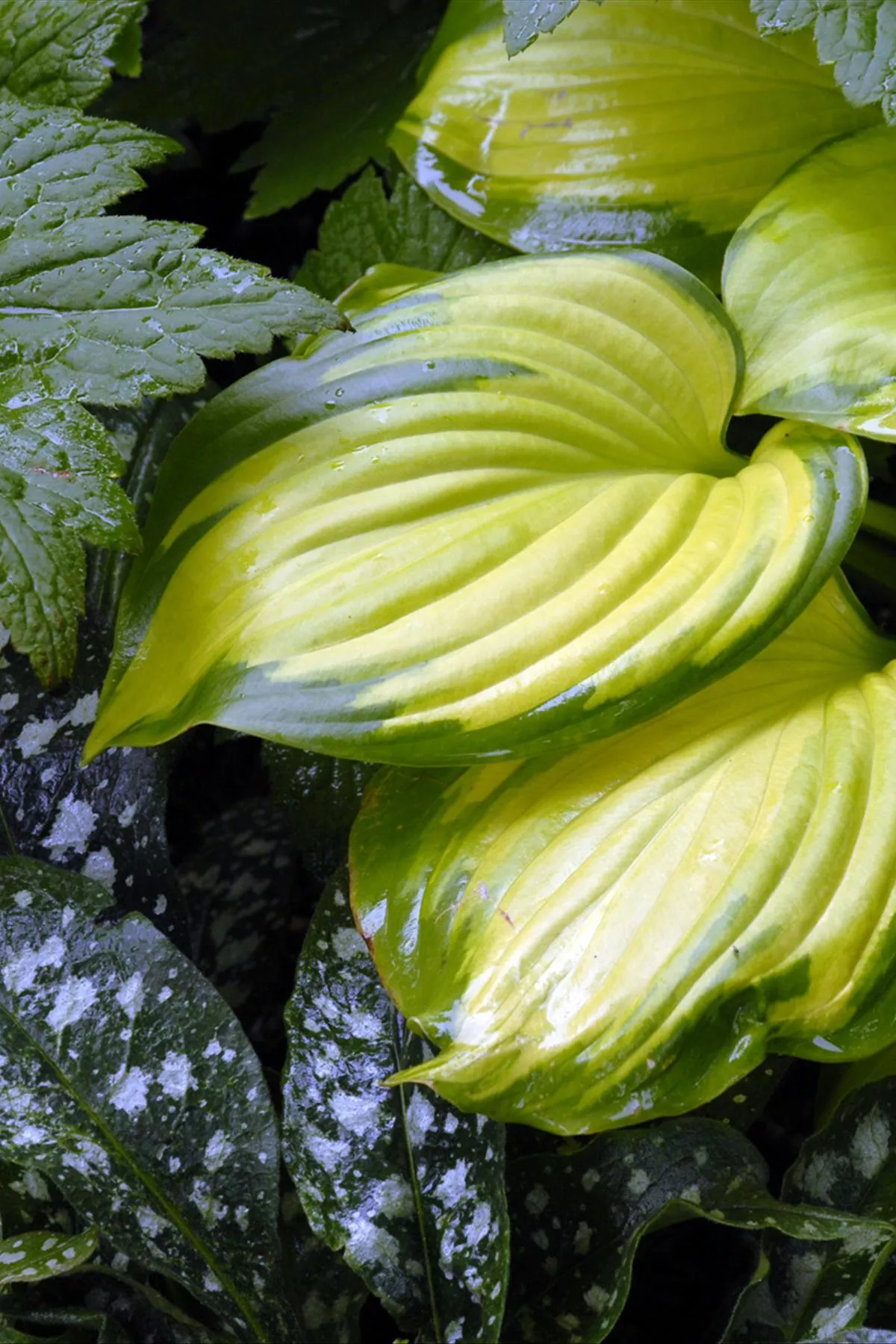 Hosta ‘Stained Glass’