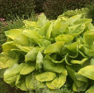 Hosta 'Sum and Substance' (20)ct Flat