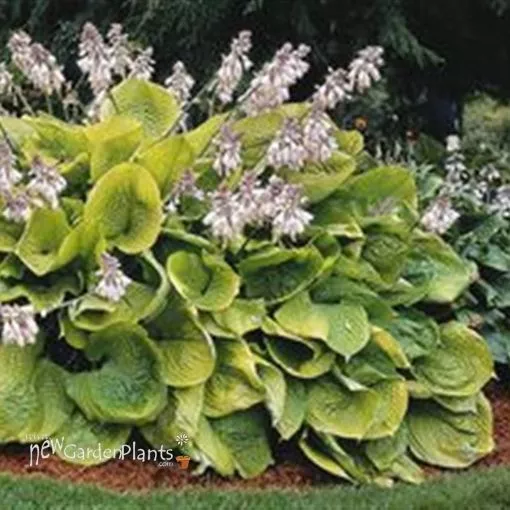 Hosta 'Sum and Substance' - One Quart Pot