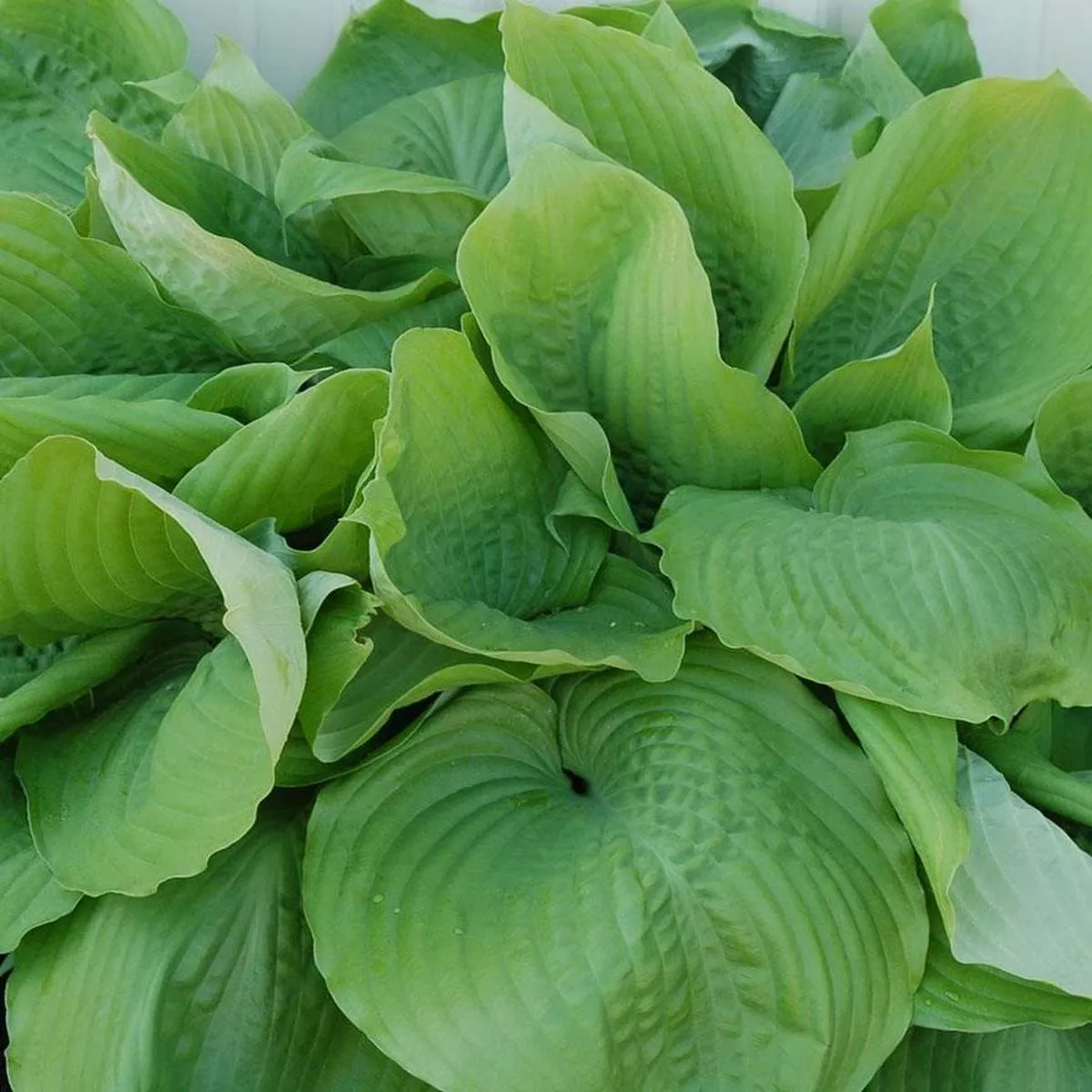Hosta Sum & Substance