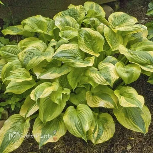 Hosta 'Summer Breeze' - One Quart Pot Hostas