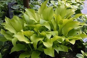 Hosta SUN POWER (20)ct Flat