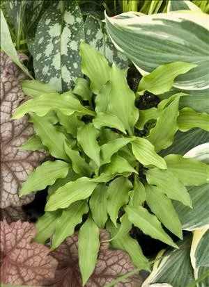 Hosta SURFERS GIRL (20)ct Flat