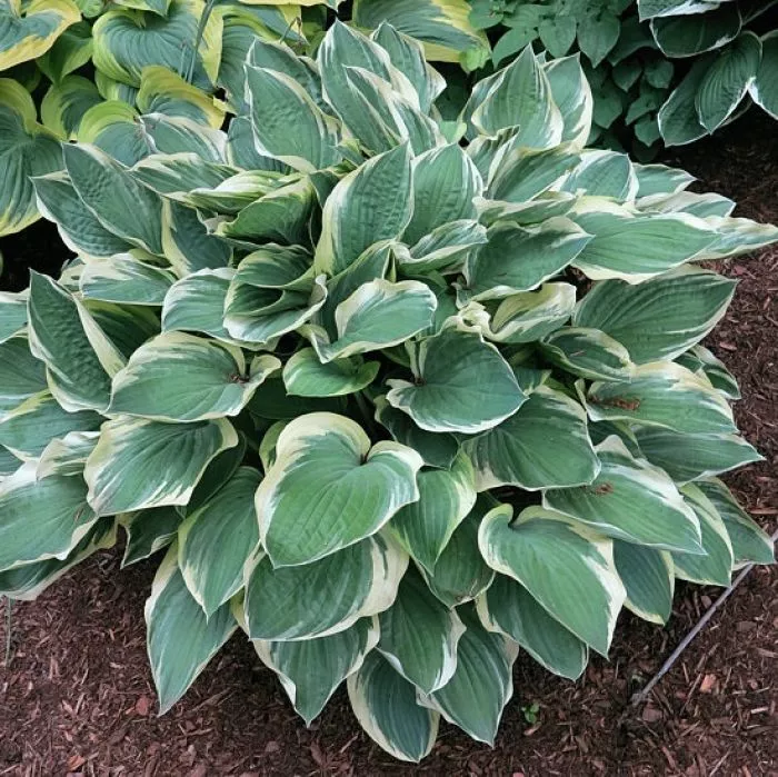 Hosta - Tambourine