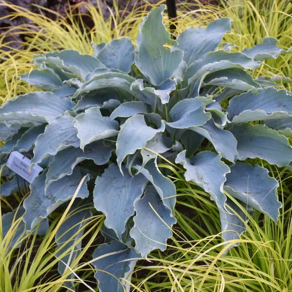 Hosta ‘Tears in Heaven’