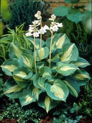 Hosta THUNDERBOLT PP14232 (20)ct Flat