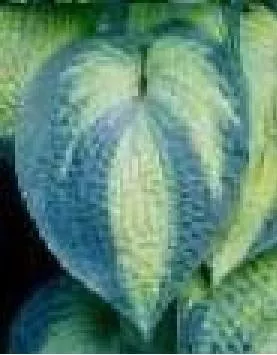 Hosta TOKUDAMA AUREONEBULOSA (20)ct Flat
