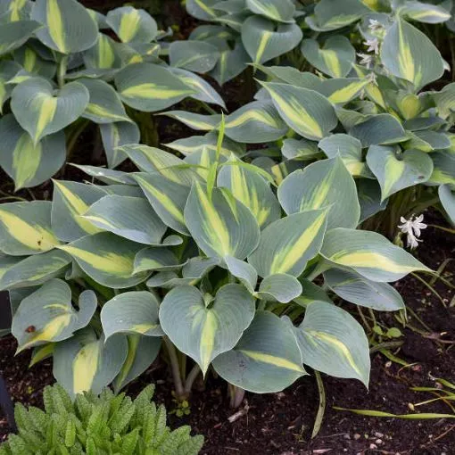 Hosta 'Touch of Class' PP13080 - One Quart Pot Hostas