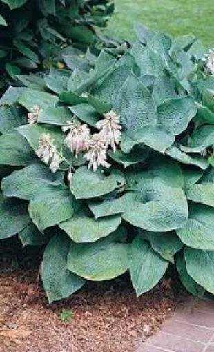 Hosta True Blue - One Quart Pot Hostas