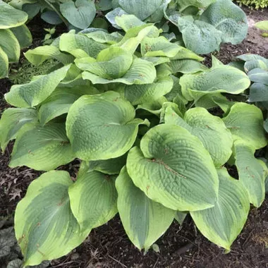 Hosta 'Twin Cities' (20)ct Flat