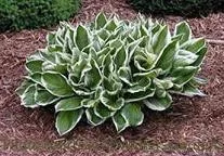 Hosta'Undulata Albomarginata'(25) BR Plants