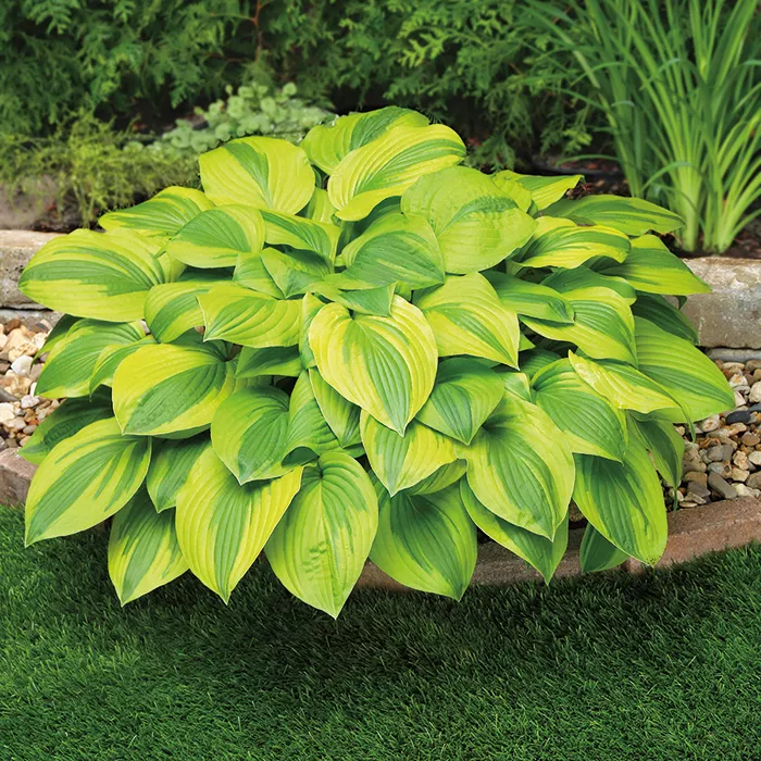 Hosta ‘Velvet Moon’