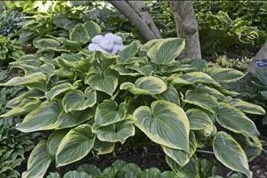 Hosta VICTORY (25) BR Plants